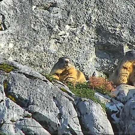 Brandtnerhof Betriebe 아파트호텔